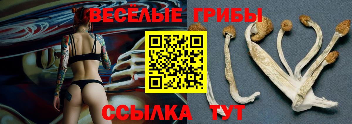 Куйбышев  Псилоцибиновые грибы Psilocybine cubensis  Вход с VPN 